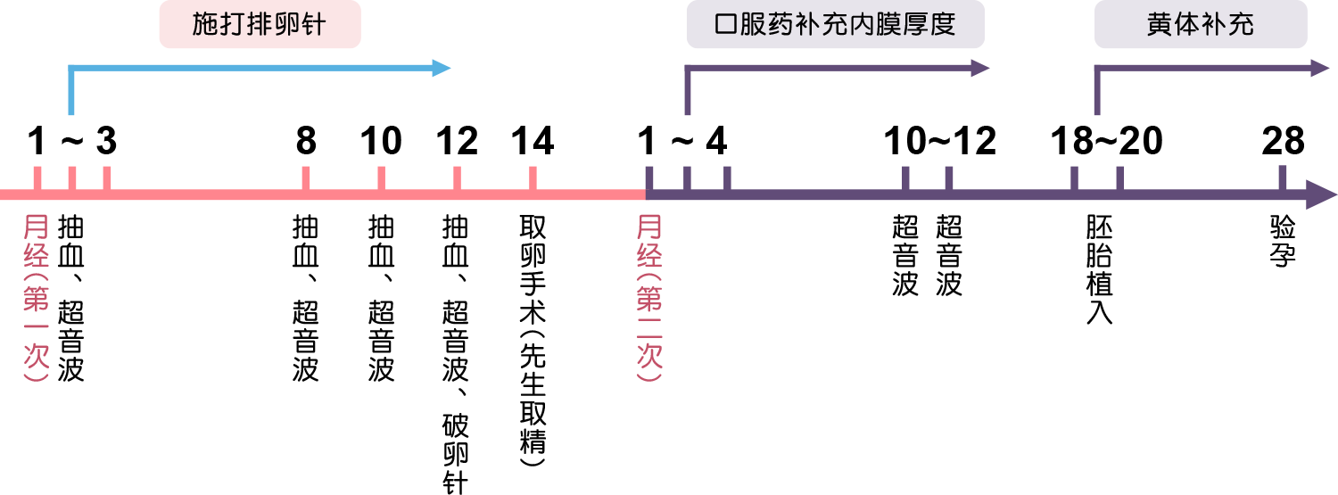 自卵-试管婴儿流程-安安试管婴儿中心,不孕症,试管婴儿,人工受孕,冷冻卵子