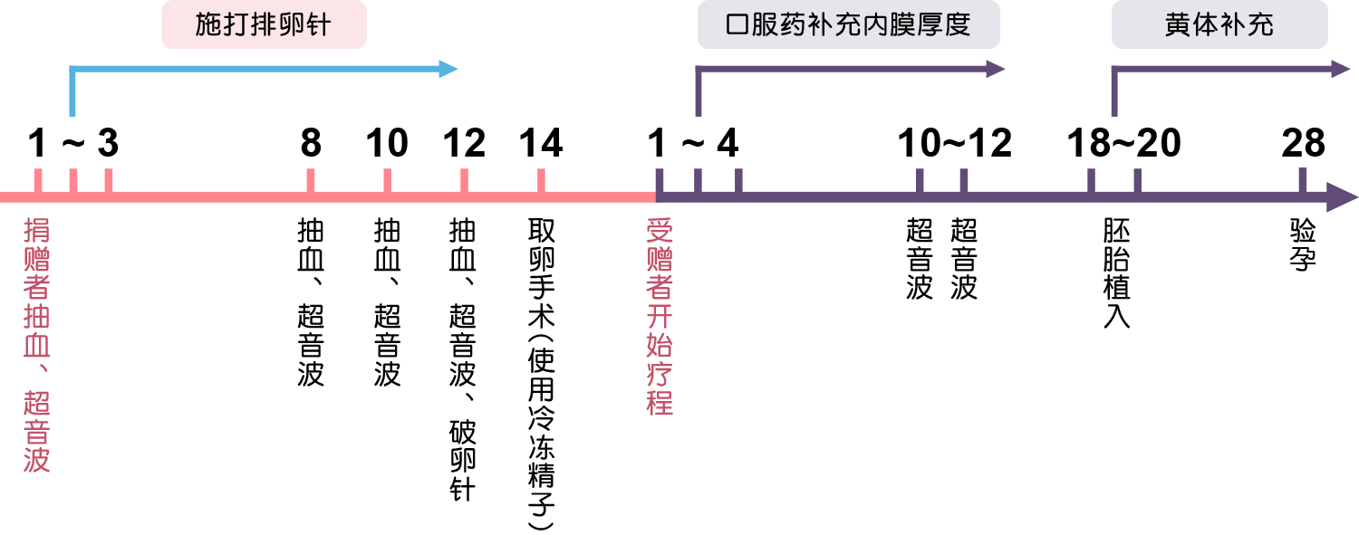 借卵-试管婴儿流程