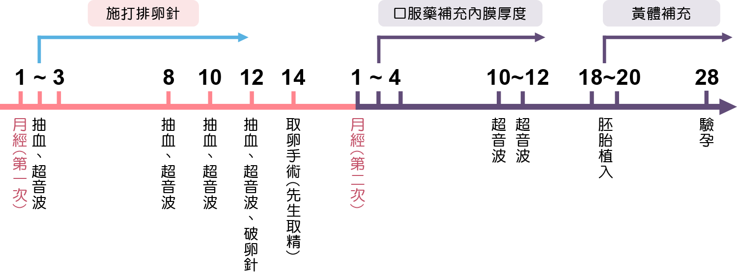 自卵-試管嬰兒流程-安安試管嬰兒中心,不孕症,試管嬰兒,人工受孕,冷凍卵子